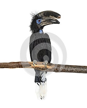 Black Casqued Hornbill isolated on white