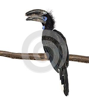 Black Casqued Hornbill isolated on white