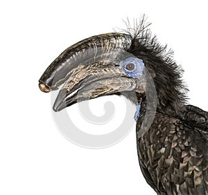 Black Casqued Hornbill isolated on white