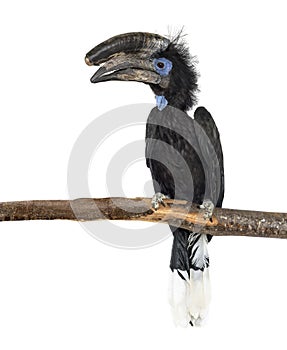 Black Casqued Hornbill isolated on white