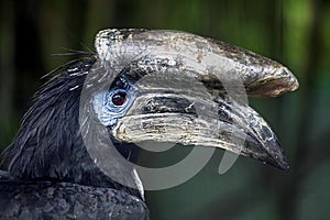 Black-casqued hornbill`s head 1