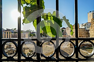 Black cast iron fence gate with green vine leaves in front of ancient greek ruin, sunlight beam and sky background