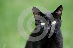 Čierny mačka 