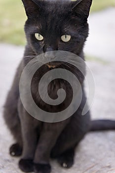 Black cat