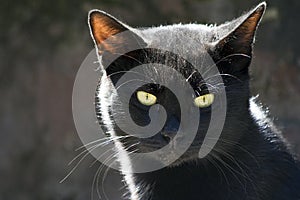 Negro gato 