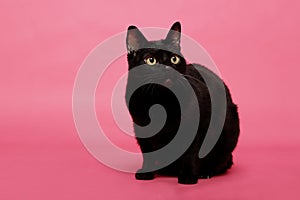 Black cat in alert position on a pink background