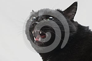 Black cat in anger