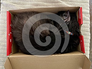 Black Cat asleep in a shoebox