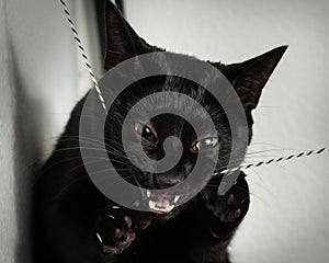 Black cat attacking playing with string showing teeth and claws