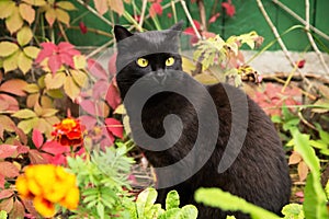 Black cat with attentive lookoutdoor in autumn nature in garden, on fall colorful leaves background