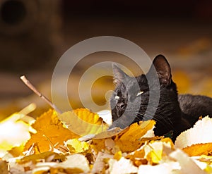 Black Cat and autumn leaves photo