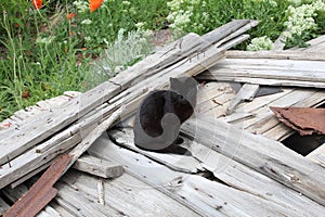 Black cat on barn wood