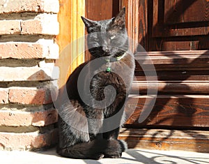 Black cat basking in the sun