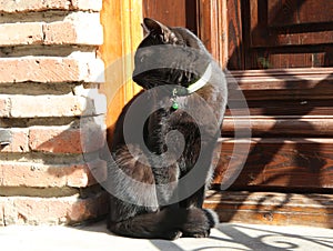 Black cat basking in the sun