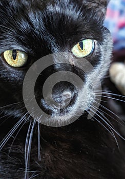 Black Cat with Beautiful Green Yellow eyes