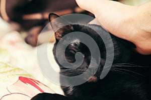 Black cat being petted on the head