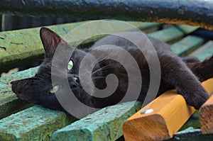 Black cat on the bench