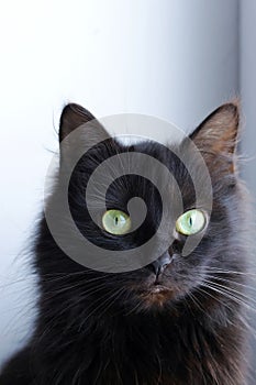 Black cat with big green eyes is looking. black cat with long hair. cat head