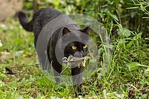 Black cat with a bird caught in the mouth