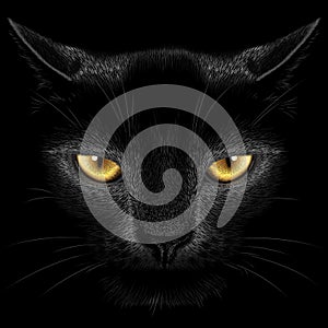 Black cat on a black background