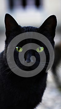 Black cat photo