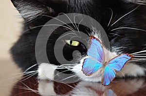 Black cat and blue butterfly