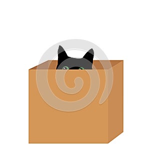 Black cat in a box