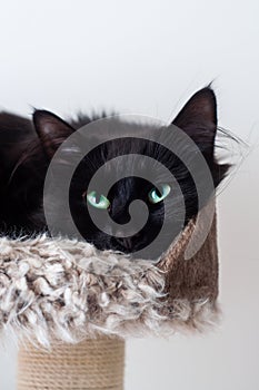 Black cat with bright green eyes resting on a soft, fluffy bed.