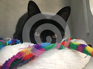 Black cat with brightly colored toy