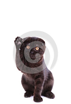 Black cat british shorthair with yellow eyes in basket on white background