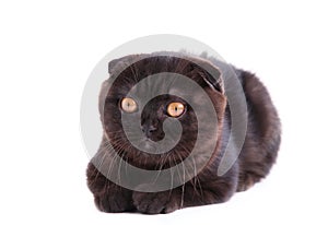 Black cat british shorthair with yellow eyes in basket on white background