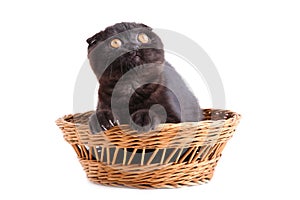 Black cat british shorthair with yellow eyes in basket on white background