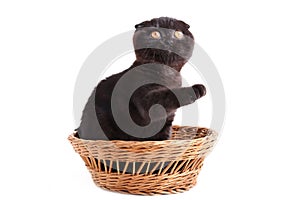 Black cat british shorthair with yellow eyes in basket on a white background