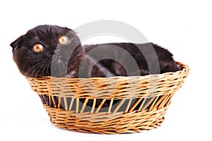 Black cat british shorthair with yellow eyes in basket on a white background