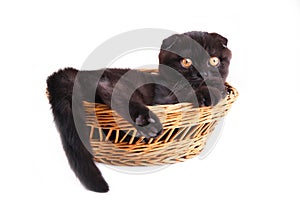 Black cat british shorthair with yellow eyes in basket on white background