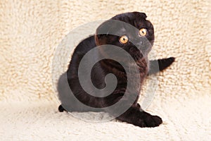 Black cat british shorthair with yellow eyes on a beige background