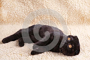 Black cat british shorthair with yellow eyes on a beige background