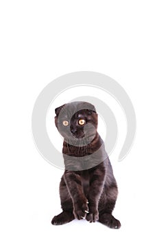 Black cat british shorthair with yellow eyes on white background