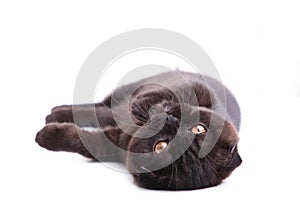 Black cat british shorthair with yellow eyes on white background