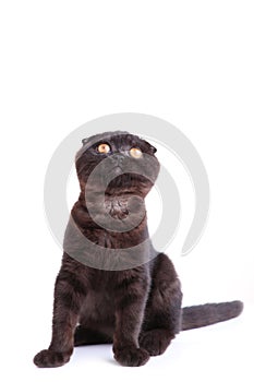 Black cat british shorthair with yellow eyes on white background