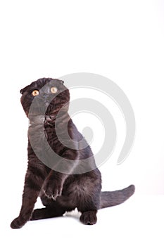 Black cat british shorthair with yellow eyes on a white background
