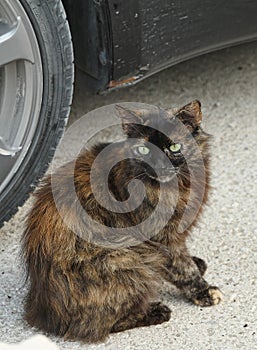 Black cat by car