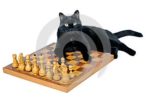 Black cat on a chessboard with white chessmen