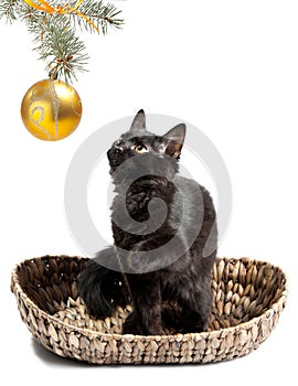 Black cat and Christmas toys