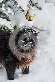 Black cat and Christmas tree