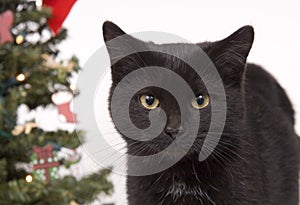 Black cat with Christmas tree in background