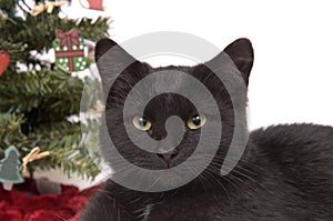 Black cat with Christmas tree in background