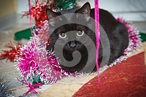 Black cat at Christmas under the Christmas tree. Domestic cat lies under the Christmas tree Close-up