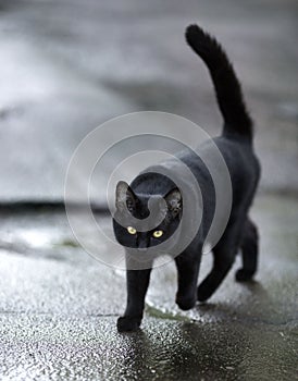 Black cat