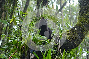 Black cat climbed on tree in the forest